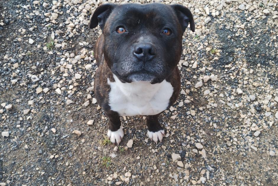 Alerte Découverte Chien  Mâle Saint-Front-sur-Lémance France