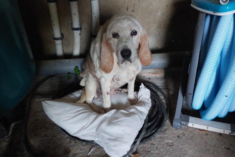 Alerte Découverte Chien croisement  Femelle Dolmayrac France
