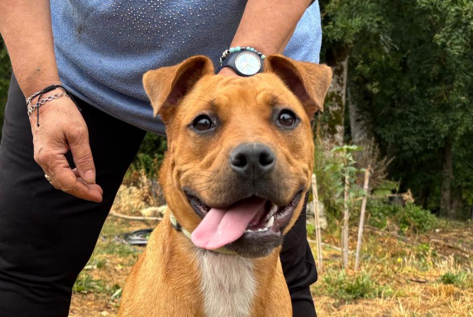 Alerte Découverte Chien Femelle Laroque-Timbaut France